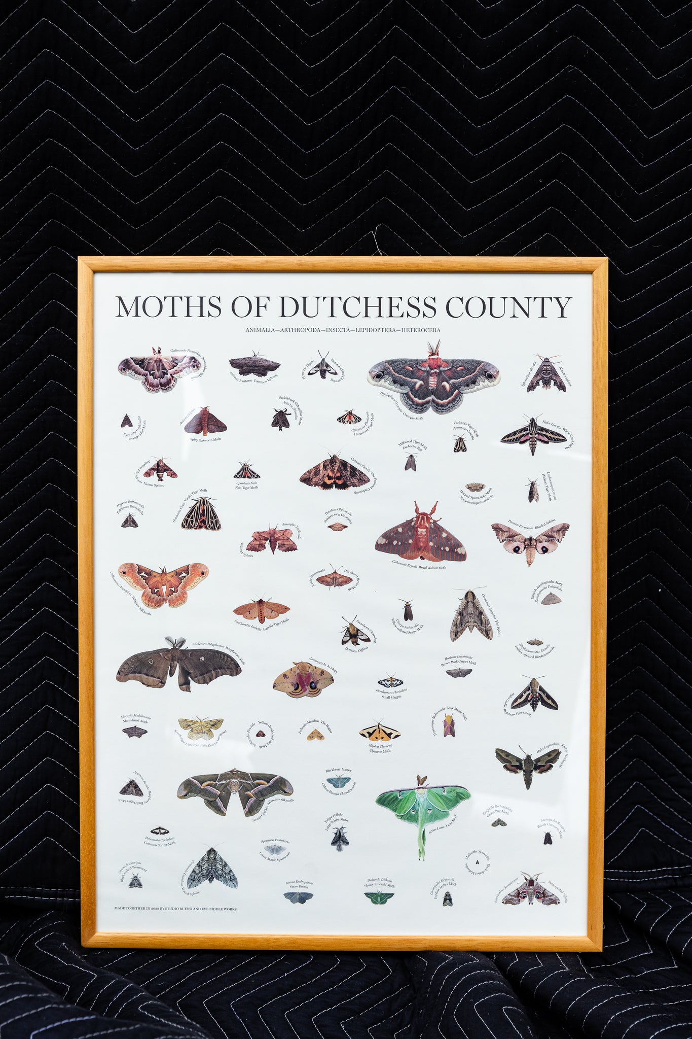 Eve Biddle Moths of Dutchess County Poster