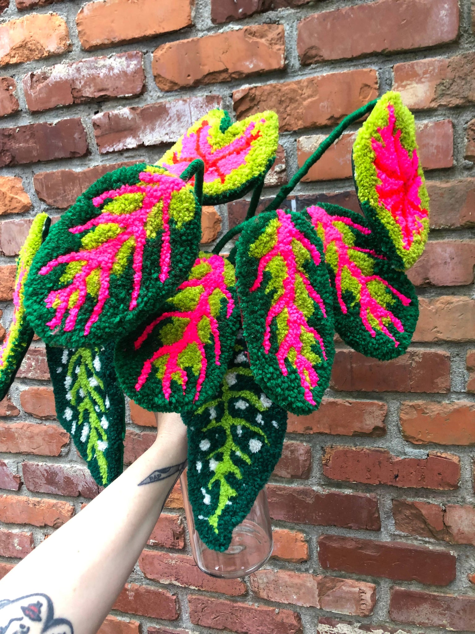 Tufted polka dot begonia plant