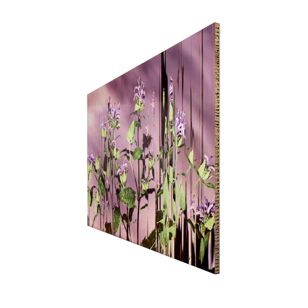 Heather Renée Russ, Wild Fistulosa (2024)
