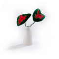 Tufted Caladium Leaf