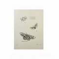 Deborah Simon, <i>Untitled, (Moths)</i> 2025