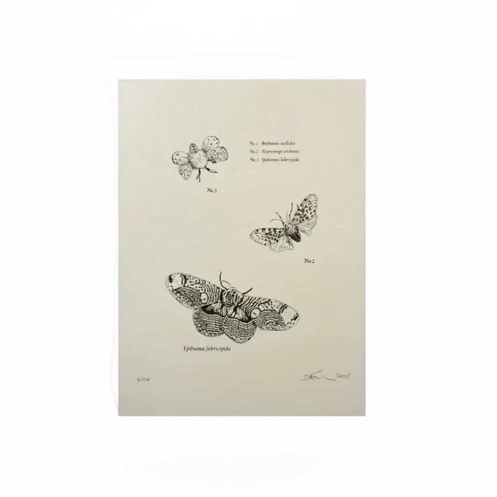 Deborah Simon, <i>Untitled, (Moths)</i> 2025