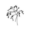 Margaret Jacobs, Bouquets for a New Era: Tobacco (2026)