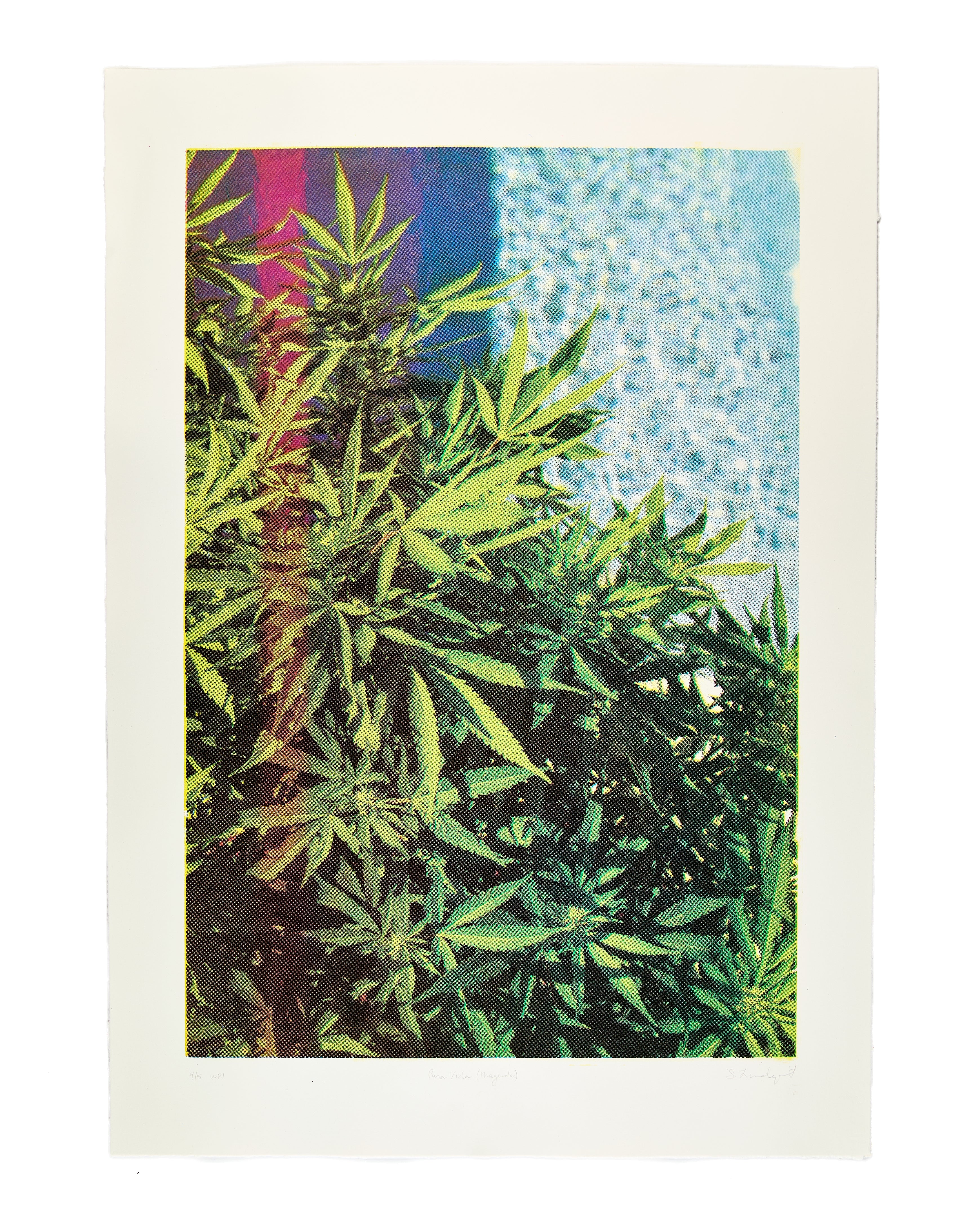 Stephanie Lindquist, <i>Pura Vida (Magenta) </i> (2019)