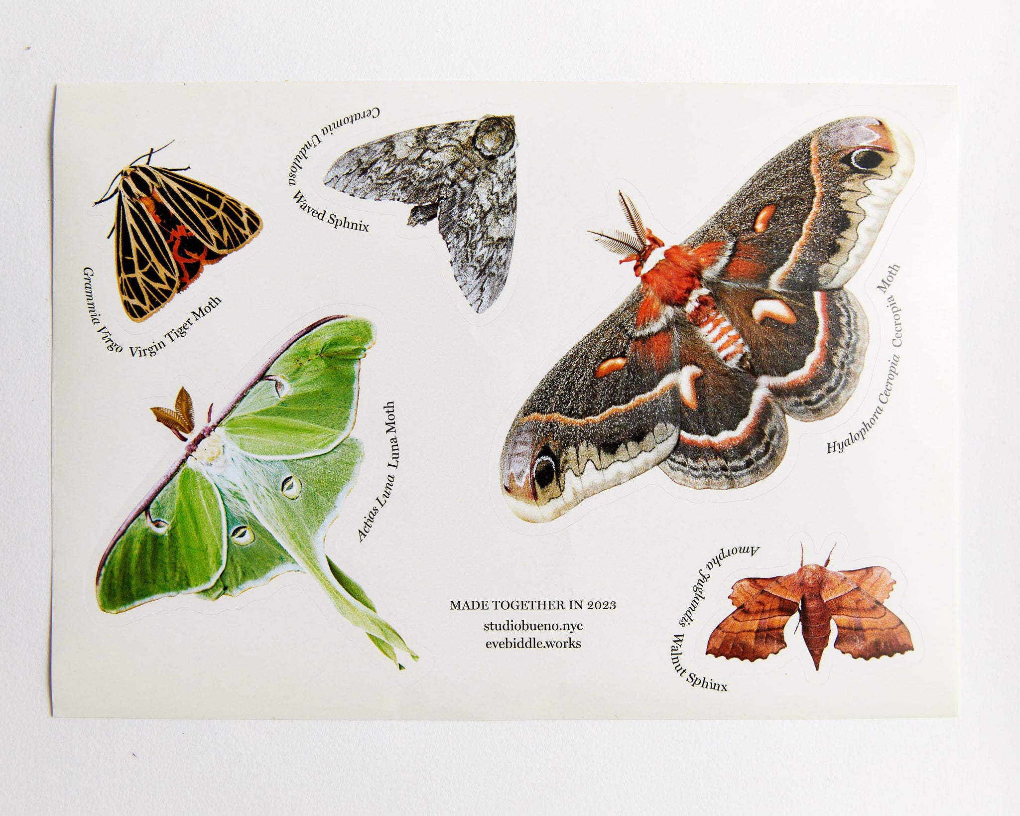 Eve Biddle Moth Stickers