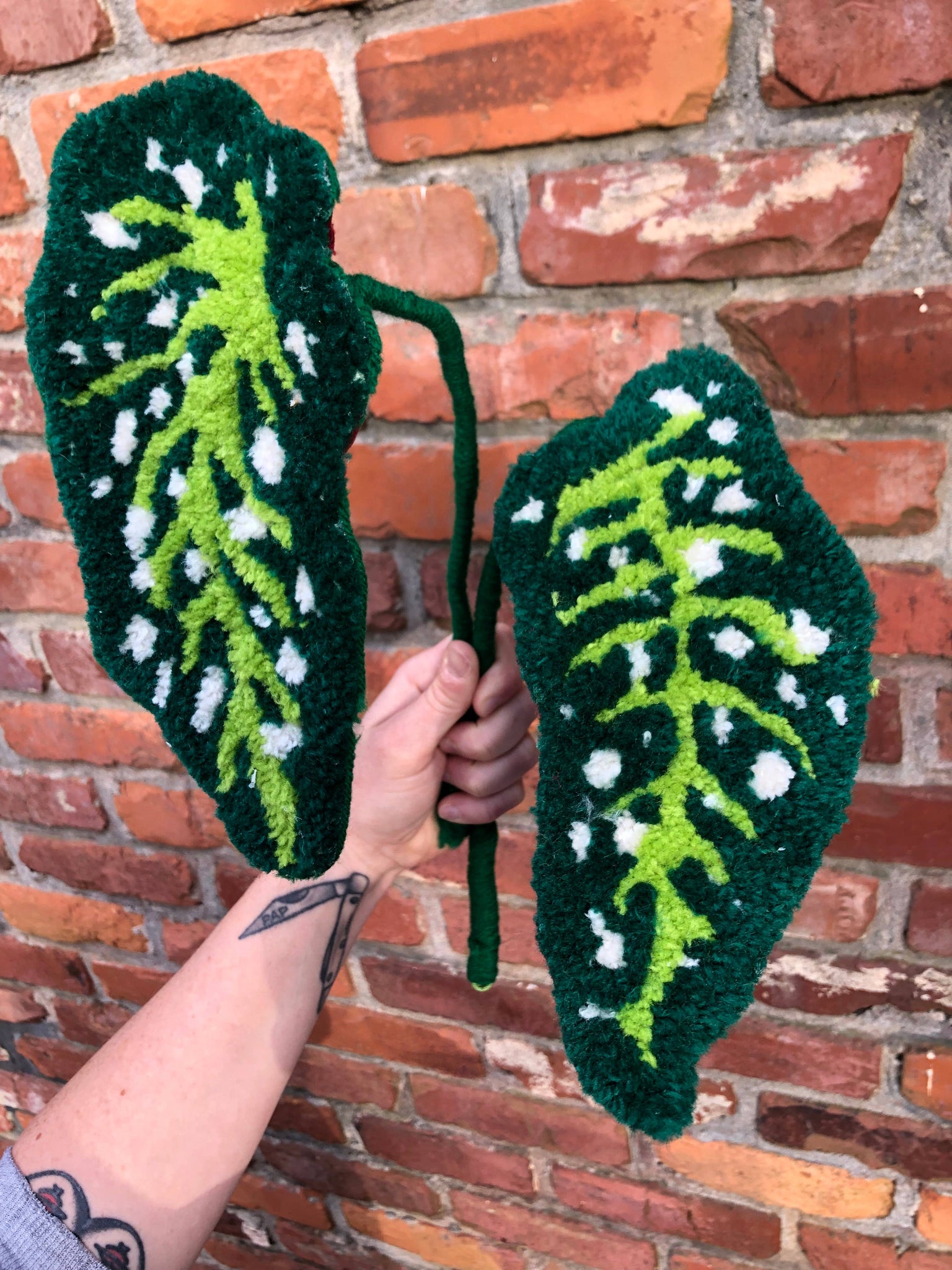 Tufted polka dot begonia plant