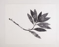 Tatiana Arocha, <i>Holding It Together</i> (2021)
